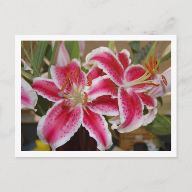 Cartão postal da Star Gazer Lily (Frente)