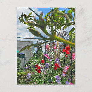 Cartão postal da Sweetpea Gala