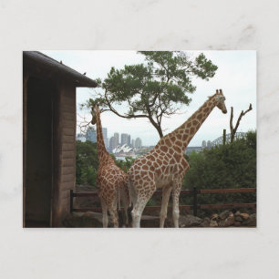 Cartão postal da Sydney Opera House