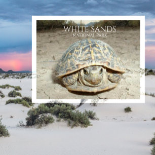 Cartão Postal da Tartaruga do Deserto de White San