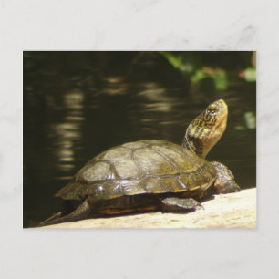 Cartão Postal da Tartaruga do Lago Ocidental