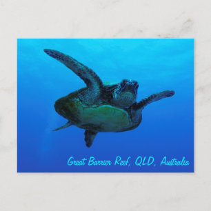 Cartão Postal da Tartaruga Marinha Bico de Falcão