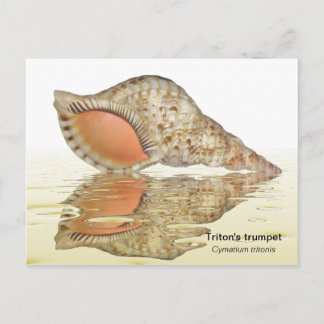 Cartão postal da Triton Seashell