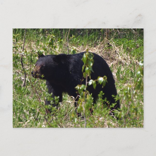 Cartão postal da vida selvagem do urso preto (Frente)