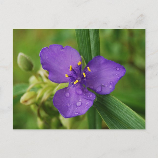 Cartão postal da Virgínia Spiderwort (Frente)