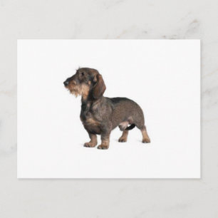 Cartão Postal Dachshund
