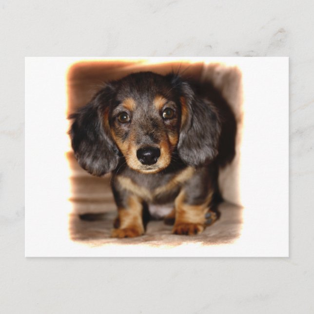 Cartão Postal Dachshund (Frente)