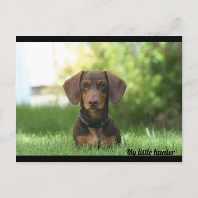 Cartão Postal Dachshund (Frente)