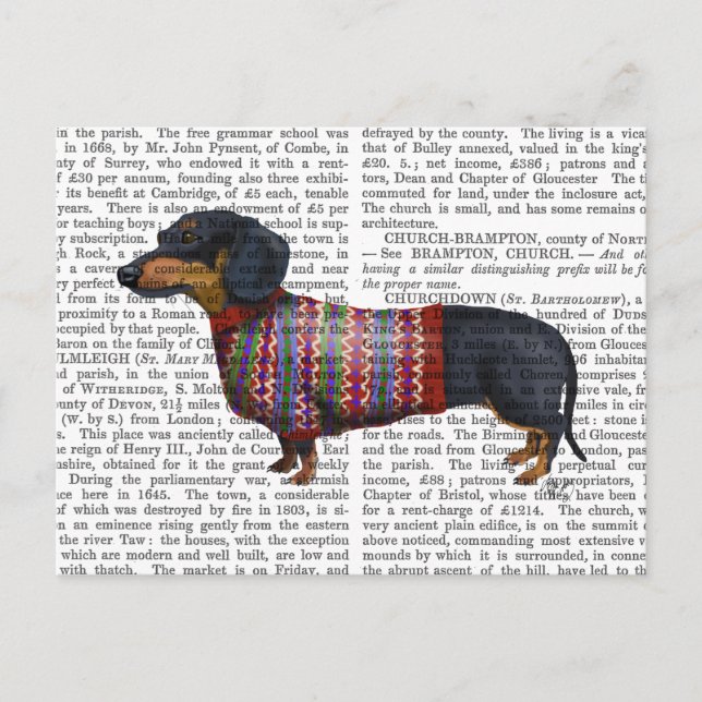 Cartão Postal Dachshund Com Sweater Wooly (Frente)