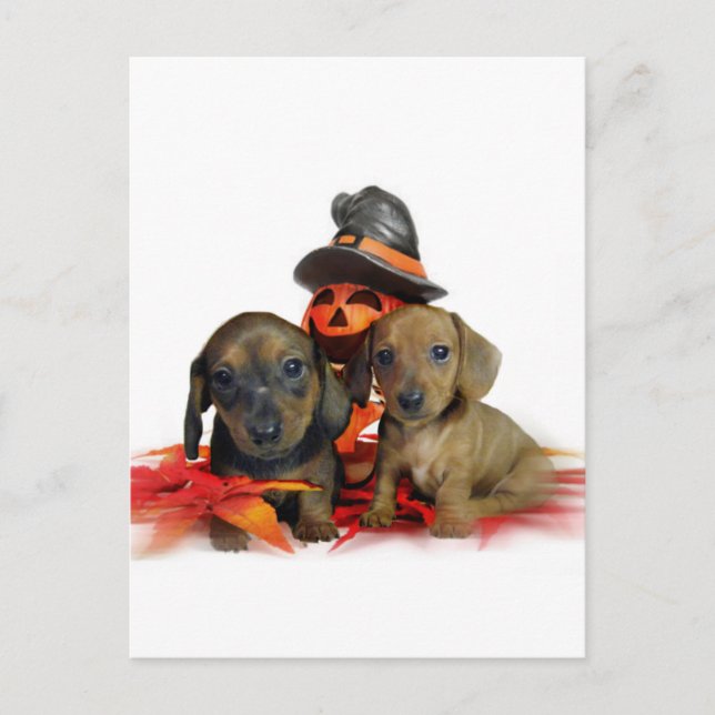 Cartão Postal Dachshund de Halloween (Frente)