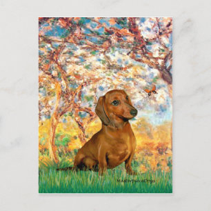Cartão Postal Dachshund (marrom1) - Primavera