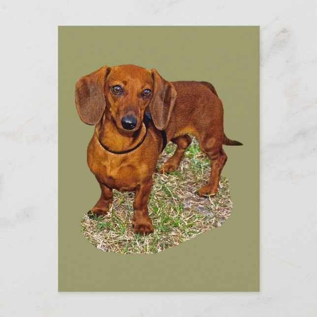 Cartão Postal Dachshund Miniature Gift (Frente)