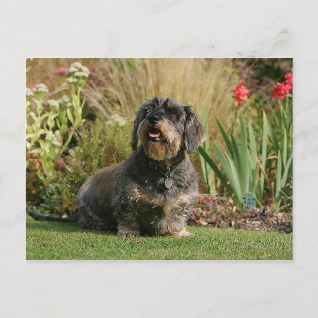 Cartão Postal Dachshund Padrão de Cabelo Fio (Frente)