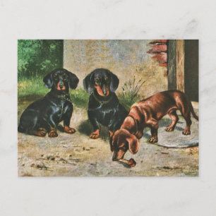 Cartão Postal Dachshund Puppies
