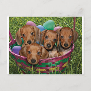 Cartão Postal Dachshund Puppies