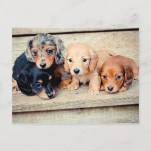 Cartão Postal Dachshund Puppies