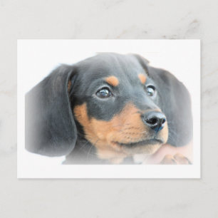 Cartão Postal Dachshund Puppy
