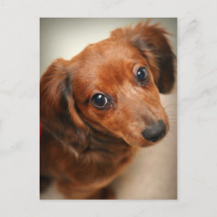 Cartão Postal Dachshund Puppy De Cabelo Longo