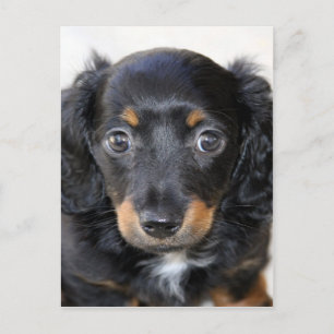 Cartão Postal Dachshund puppy está ansioso para a mãe amar