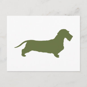 Cartão Postal Dachshund Wirehaired