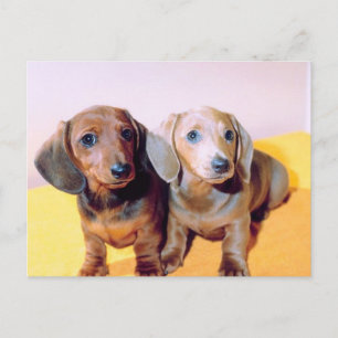Cartão Postal Dachsund Puppies