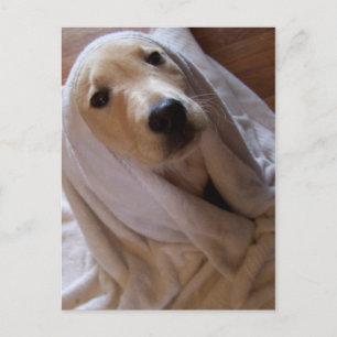 Cartão Postal dados no cartão-postal toalha