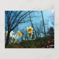 Daffodil