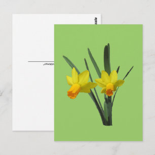 Cartão postal - Daffodil