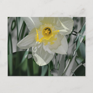 Cartão Postal Daffodil 2015