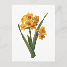Cartão Postal Daffodil Amarelo Botânico