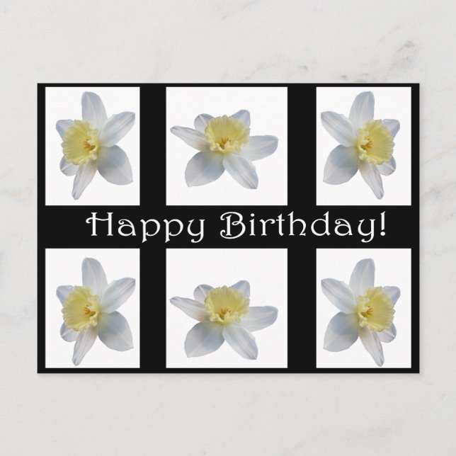 Cartão Postal Daffodil branco (Frente)