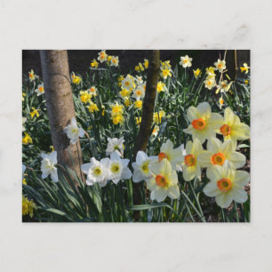 Cartão Postal Daffodil Dell: Cheshire, Inglaterra Cartão-postal