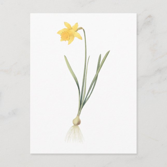 Cartão Postal daffodil(Narciso pseudo-narciso) por Redouté (Frente)