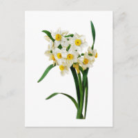 Daffodil ou narciso por Pierre Joseph Redoute