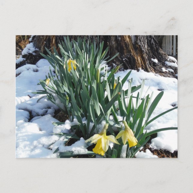 Cartão Postal Daffodilos amarelos na neve (Frente)