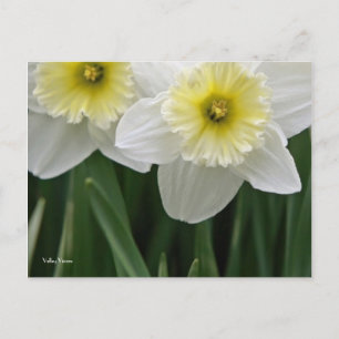 Cartão Postal Daffodils