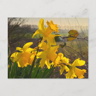 Cartão Postal Daffodils