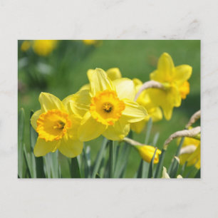 Cartão Postal Daffodils