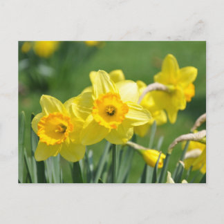 Cartão Postal Daffodils