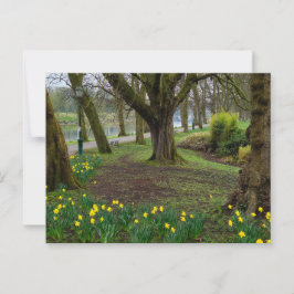 Cartão Postal Daffodils