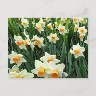 Cartão Postal Daffodils