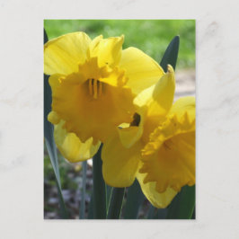 Cartão Postal Daffodils