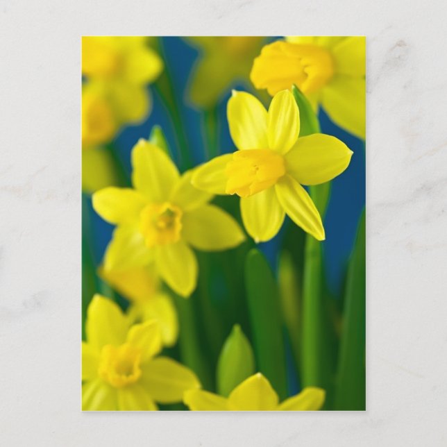 Cartão postal Daffodils (Frente)