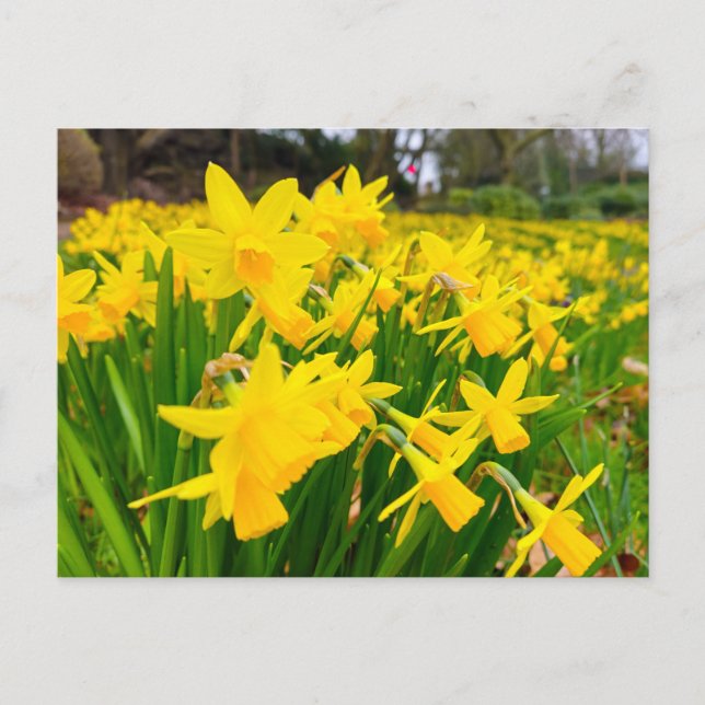 Cartão Postal Daffodils (Frente)