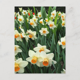 Cartão Postal Daffodils