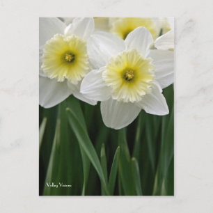 Cartão Postal Daffodils