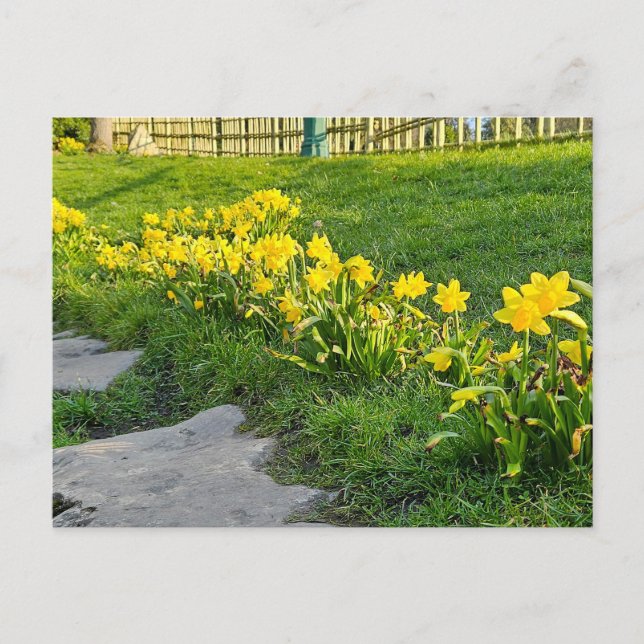 Cartão Postal Daffodils (Frente)