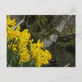 Cartão Postal Daffodils 01