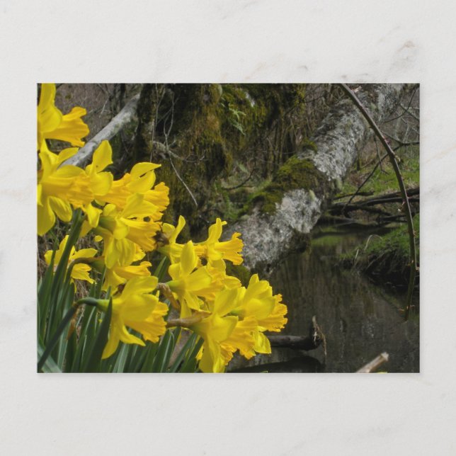 Cartão Postal Daffodils 01 (Frente)