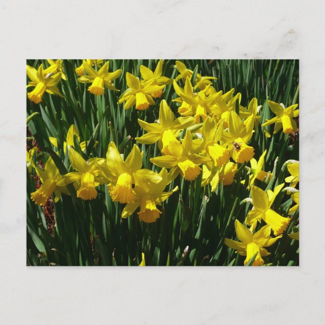 Cartão Postal Daffodils Amarelos I Flores De Mola Cheery (Frente)